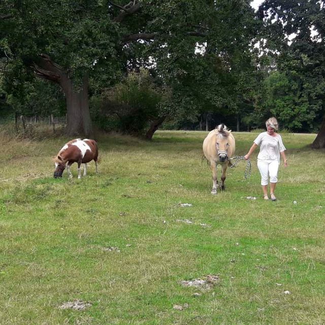 Ergotherapiepraxis Schönberg Antje Rieck Reittherapie und Reitpädagogik 05