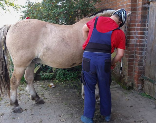 Ergotherapiepraxis Schönberg Antje Rieck Reittherapie und Reitpädagogik 03