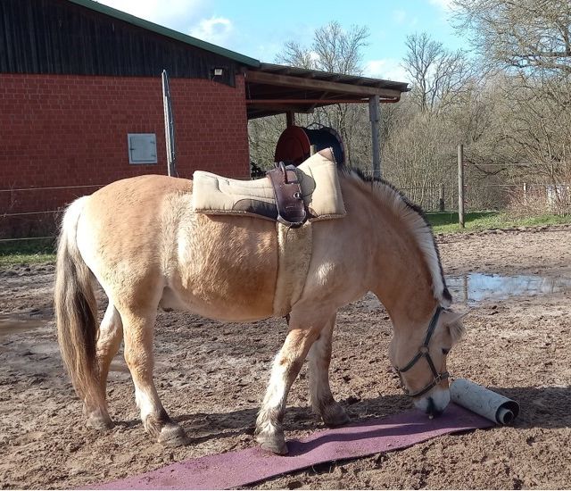 Ergotherapiepraxis Schönberg Antje Rieck Reittherapie und Reitpädagogik 09