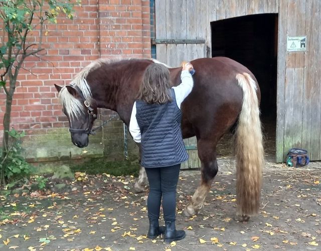 Ergotherapiepraxis Schönberg Antje Rieck Reittherapie und Reitpädagogik 09